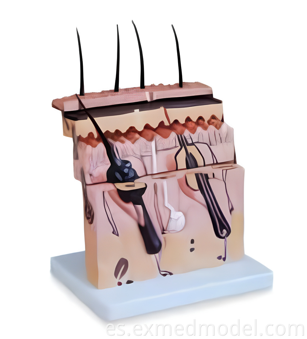 Skin Section Anatomy Model